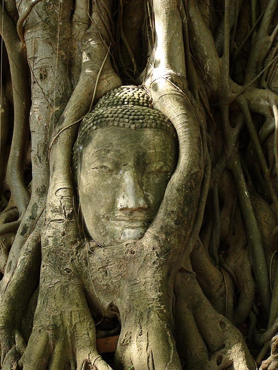 Buddha Head embedded in a tree trunk, Wat Mahathat, Ayutthaya.